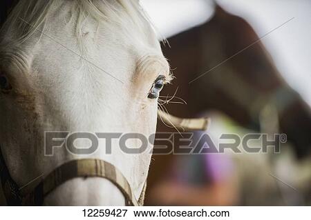 Stock Photo - Close up of horse eye, near Hurlock; Maryland, United States of America. Fotosearch