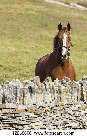 Stock Photo - Close up of horse next to stone fence with grassy hill in background; Kilkee, County Clare, Ireland. Fotosearch