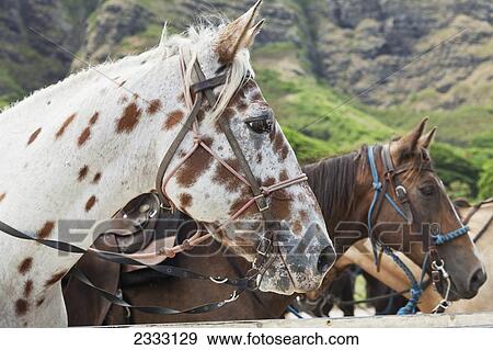 Close up of horses on a ranch near the mountains; Kauai, Hawaii, United States of America View Large Photo Image Stock Photo - Close up of horses on a ranch near the mountains; Kauai, Hawaii, United States of America. Fotosearch