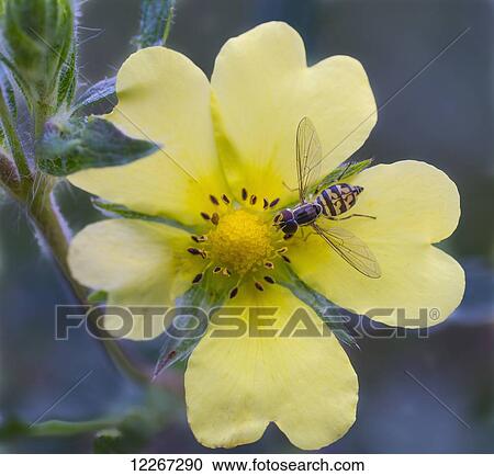 Stock Image - Close up of hover fly on common cinquefoil flower; Ontario, Canada. Fotosearch