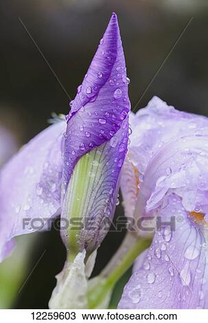 Close up of Iris; Quebec, Canada View Large Photo Image Stock Image - Close up of Iris; Quebec, Canada. Fotosearch
