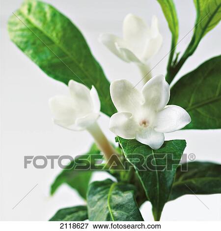 Close-Up Of Jasmine Plant In Bloom View Large Photo Image Stock Photo - Close-Up Of Jasmine Plant In Bloom. Fotosearch