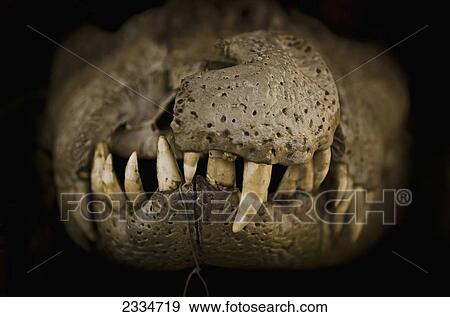 Close-Up Of Jaw Of Black Caiman; Cuzco, Peru View Large Photo Image Stock Photo - Close-Up Of Jaw Of Black Caiman; Cuzco, Peru. Fotosearch