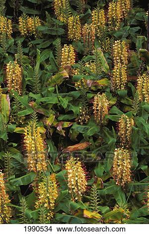Close-Up Of Kahili Ginger, Yellow With Red Tips Growing Wild View Large Photo Image Picture - Close-Up Of Kahili Ginger, Yellow With Red Tips Growing Wild. Fotosearch