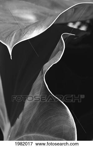 Close up of large leaves View Large Photo Image Stock Photo - Close up of large leaves. Fotosearch