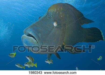 Stock Image - Close up of Large Napoleon Wrasse (Cheilnus Undulatus) over colorful coral in Micronesia; Palau. Fotosearch