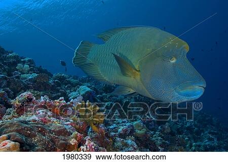 Stock Photo - Close up of Large Napoleon Wrasse (Cheilnus Undulatus) over colorful coral in Micronesia; Palau. Fotosearch