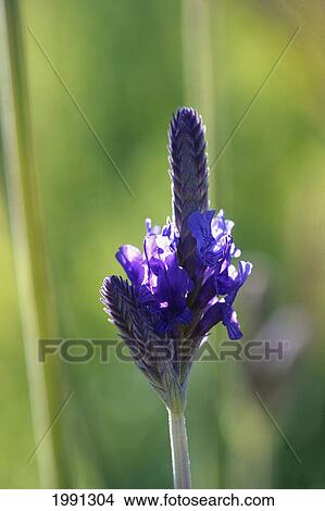 Close-Up Of Lavender Blossom View Large Photo Image Picture - Close-Up Of Lavender Blossom. Fotosearch