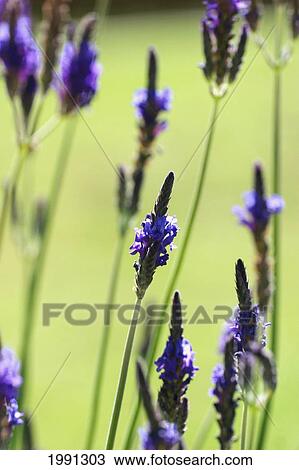 Close-Up Of Lavender Blossoms View Large Photo Image Stock Image - Close-Up Of Lavender Blossoms. Fotosearch