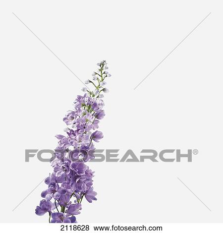 Close-Up Of Lavender Flower View Large Photo Image Stock Photo - Close-Up Of Lavender Flower. Fotosearch