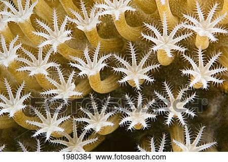 Picture - Close up of Leather Coral Polyps (Sarcophyton Sp); Malaysia. Fotosearch