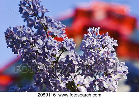 Stock Photograph - Close-Up Of Lilacs, Square Saint-Louis. Montreal, Quebec. Fotosearch