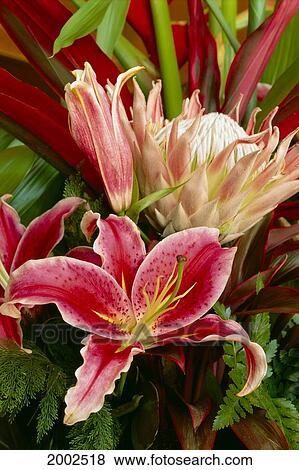 Close-Up Of Lily And Protea Flowers In Arrangement View Large Photo Image Stock Photo - Close-Up Of Lily And Protea Flowers In Arrangement. Fotosearch