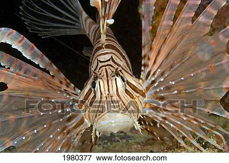 Close up of Lionfish (Pterois Volitans) in dark water; Malaysia View Large Photo Image Stock Photo - Close up of Lionfish (Pterois Volitans) in dark water; Malaysia. Fotosearch