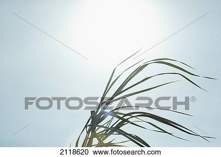 Stock Image - Close-Up Of Long Blades Of Grass Blowing In Wind; Ontario Canada. Fotosearch