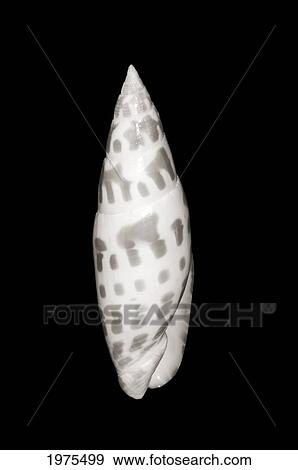 Stock Photo - Close-Up Of Long Skinny Shell On Black Background (Sepia Photograph).. Fotosearch