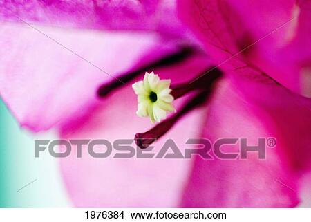 Close-Up Of Magenta Bougainvillea Blossom. View Large Photo Image Picture - Close-Up Of Magenta Bougainvillea Blossom.. Fotosearch