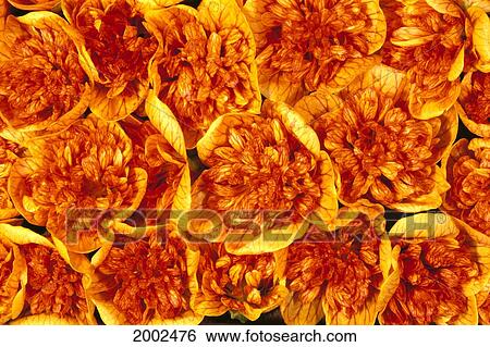 Close-Up Of Many Orange And Yellow Lantern Ilima Flowers View Large Photo Image Stock Photograph - Close-Up Of Many Orange And Yellow Lantern Ilima Flowers. Fotosearch