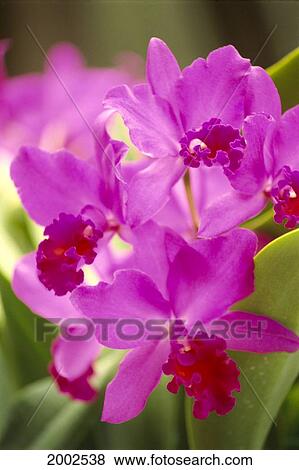 Stock Photo - Close-Up Of Many Purple Cattleya Orchids On Plant, Soft Focus In Background. Fotosearch