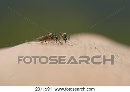 Close Up Of Mosquitoes Feeding On Hand, Nahanni National Park, Northwest Territories View Large Photo Image Stock Image - Close Up Of Mosquitoes Feeding On Hand, Nahanni National Park, Northwest Territories. Fotosearch