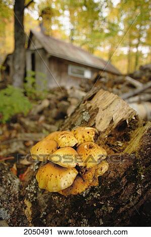Close Up Of Mushrooms Growing On A Log With A Sugar Cabin In The Background, Kamouraska Village, Bas-Saint-Laurent Region, Quebec View Large Photo Image Stock Image - Close Up Of Mushrooms Growing On A Log With A Sugar Cabin In The Background, Kamouraska Village, Bas-Saint-Laurent Region, Quebec. Fotosearch