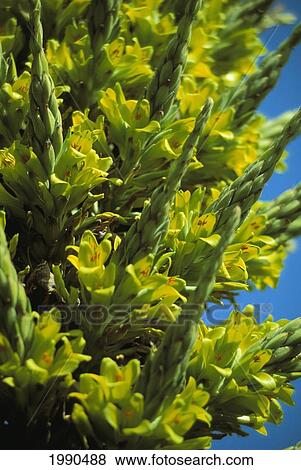 Stock Photo - Close-Up Of Native South American Plants In Berkley Botanical Garden. Fotosearch
