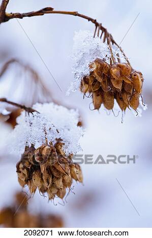 Stock Image - Close-Up Of Ninebark Plant Covered In Ice; Saint-Adrien-D'irlande Quebec Canada. Fotosearch