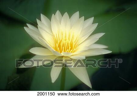Close-Up Of One White Lily Blossom In Pond, Green Leaves Background View Large Photo Image Stock Image - Close-Up Of One White Lily Blossom In Pond, Green Leaves Background. Fotosearch