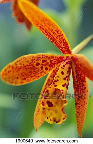 Stock Photo - Close-Up Of Orange And Red Orchid Flower On Plant, Blurry Green Background. Fotosearch