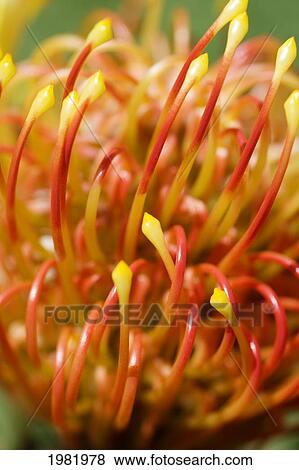 Stock Photo - Close-up of orange pin cushion protea blossom. Fotosearch