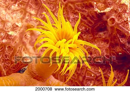 Stock Photo - Close-Up Of Orange Tube Coral (Tubastrea Faulneri). Fotosearch