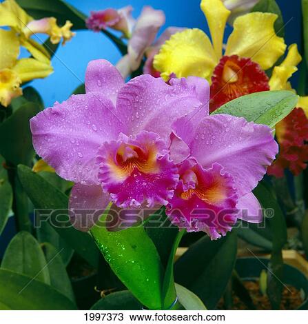 Stock Image - Close-Up Of Orchids On Plant, Colorful Variety A22H. Fotosearch