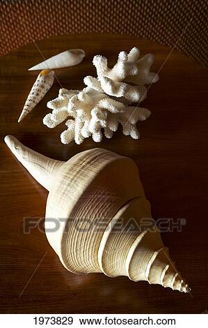 Stock Photo - Close-Up Of Oval Shell And Coral On A Wooden Table.. Fotosearch