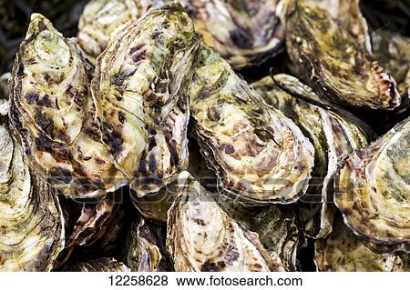 Stock Photo - Close up of oyster shells; Galway, County Galway, Ireland. Fotosearch