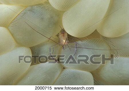 Close-Up Of Pale Colored Shrimp With Eggs On Bubble Coral View Large Photo Image Stock Photography - Close-Up Of Pale Colored Shrimp With Eggs On Bubble Coral. Fotosearch