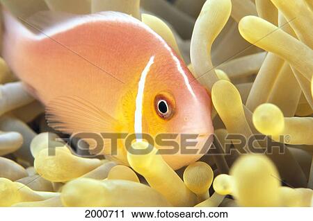 Close-Up Of Pale Orange Anemonefish In Anemone (Amphiprion Perideraion) View Large Photo Image Stock Image - Close-Up Of Pale Orange Anemonefish In Anemone (Amphiprion Perideraion). Fotosearch