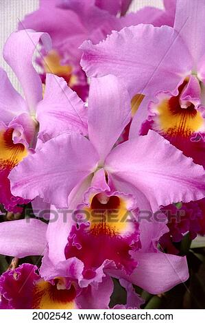 Close-Up Of Pale Purple Cattleya Orchids, Yellow Center View Large Photo Image Stock Image - Close-Up Of Pale Purple Cattleya Orchids, Yellow Center. Fotosearch