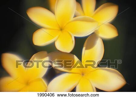 Close-Up Of Pale Yellow Plumerias, Soft Focus View Large Photo Image Stock Photograph - Close-Up Of Pale Yellow Plumerias, Soft Focus. Fotosearch
