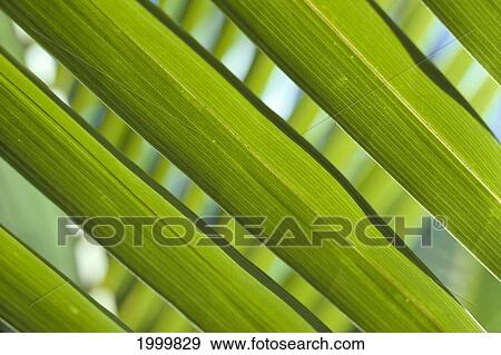 Stock Photo - Close-Up Of Palm Frond Leaves Pattern, One Soft Focus In Background C1687. Fotosearch