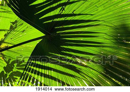 Close-Up Of Palm Fronds View Large Photo Image Picture - Close-Up Of Palm Fronds. Fotosearch