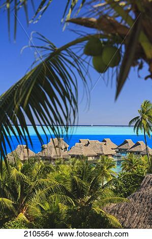Picture - Close Up Of Palm Fronds With Huts Along The Ocean At Bora Bora Nui Resort & Spa; Bora Bora Island Society Islands French Polynesia South Pacific. Fotosearch