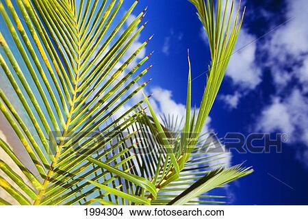 Close Up Of Palm Tree Leaves, Beach, Blue Sky With Clouds In Background. View Large Photo Image Picture - Close Up Of Palm Tree Leaves, Beach, Blue Sky With Clouds In Background.. Fotosearch