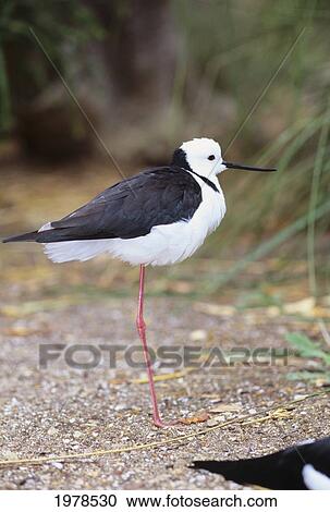 Stock Image - Close up of Pied Stilt (Himantopus Himantopus); Australia. Fotosearch