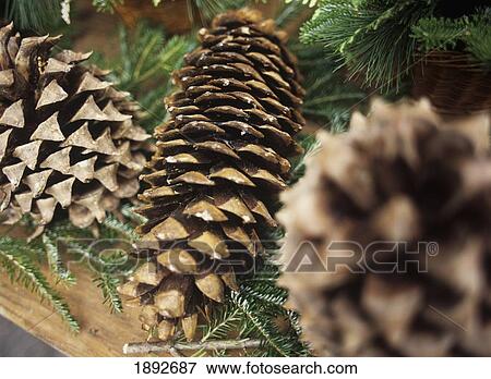 Stock Photo - Close-Up Of Pine Cones. Fotosearch