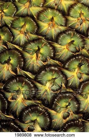 Stock Photo - Close-Up Of Pineapple Skin With Beautiful Texture. Fotosearch