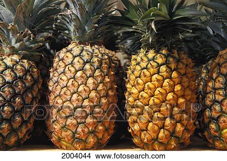 Picture - Close-Up Of Pineapples Lined Up On Table, Many Ripe Fruit. Fotosearch