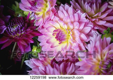 Stock Photo - Close up of pink and purple Zinnias at a flower farm; Fallston, Maryland, United States of America. Fotosearch