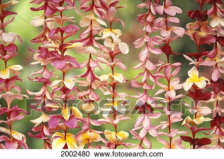 Close-Up Of Pink And Yellow Hanging Plumeria Leis, Green Soft Focus Background View Large Photo Image Stock Image - Close-Up Of Pink And Yellow Hanging Plumeria Leis, Green Soft Focus Background. Fotosearch