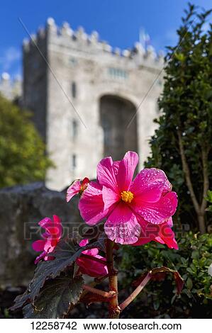 Stock Image - Close up of pink begonia flower with stone castle in background with blue sky; Bunratty, County Clare, Ireland. Fotosearch