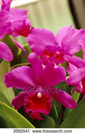 Stock Image - Close-Up Of Pink Cattleya Orchids, Green Leaf In Background. Fotosearch